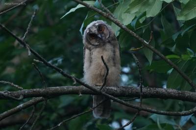 В Рязанской области массово появились слётки ушастых сов